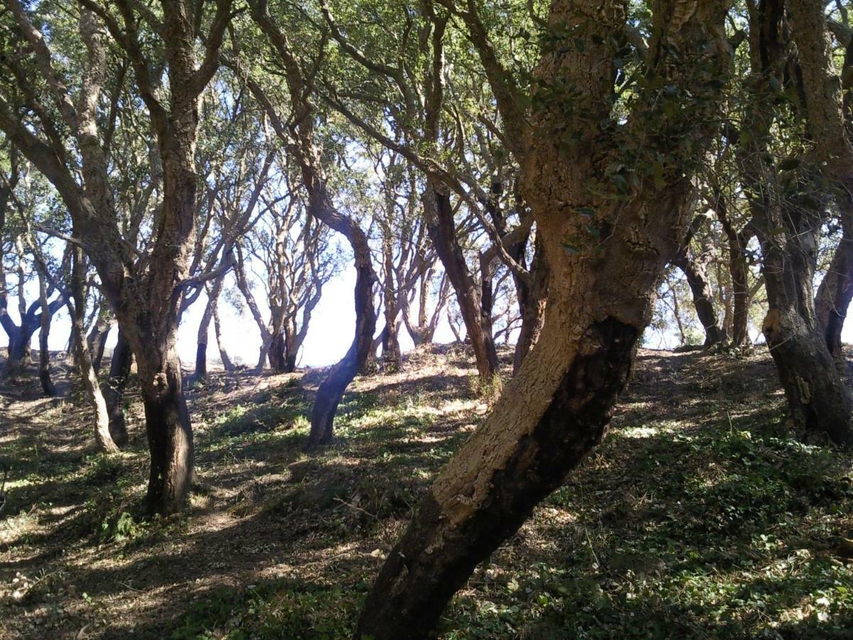Azienda Agrituristica Le Terre Di San Leonardo Cetraro Eksteriør bilde