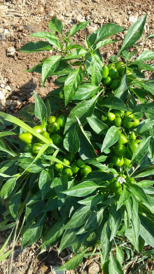 Azienda Agrituristica Le Terre Di San Leonardo Cetraro Eksteriør bilde